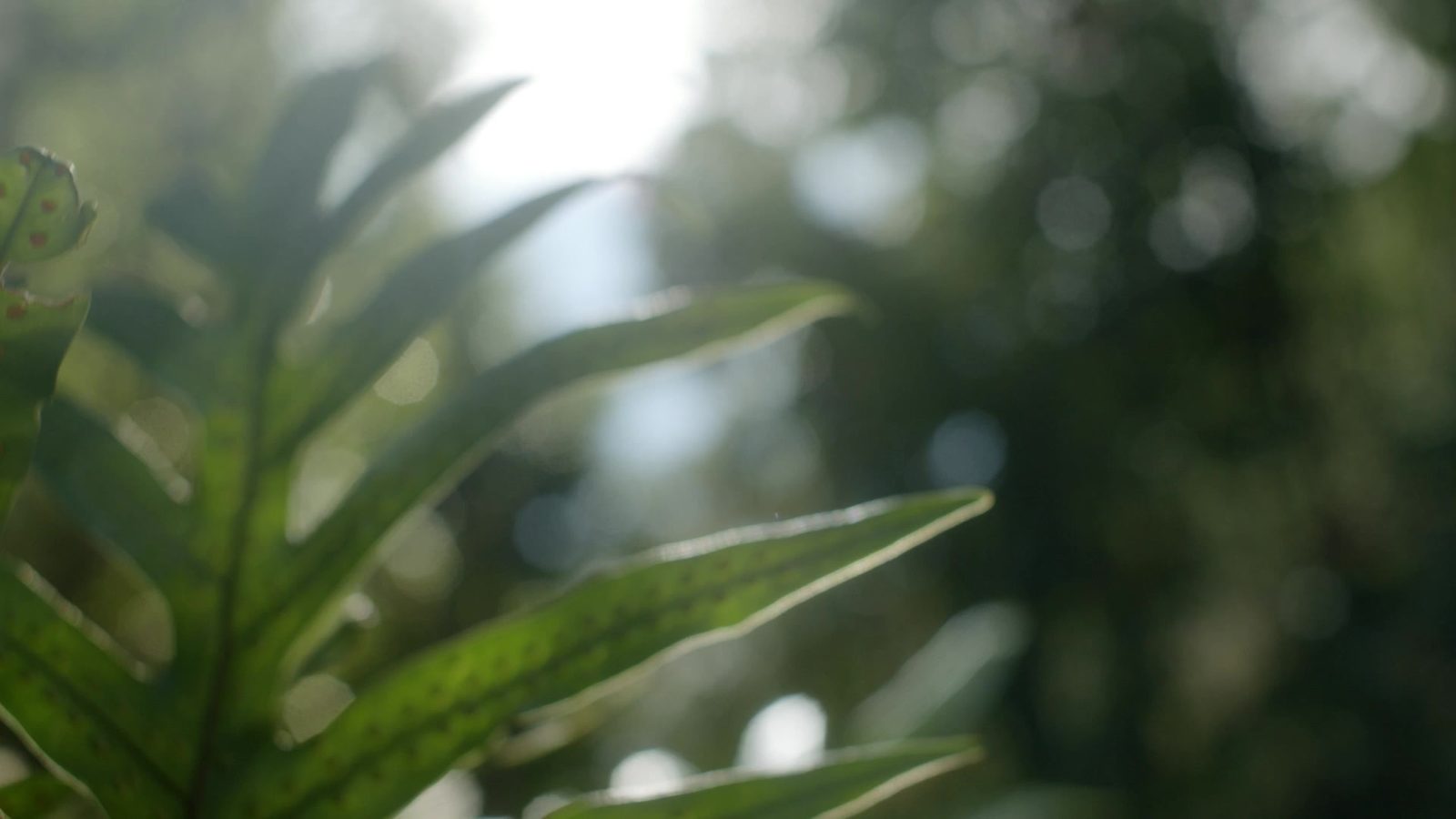 Sonnenlicht fällt durch die Blätter im Wald, Sinnbild für Licht am Ende eines langen Weges